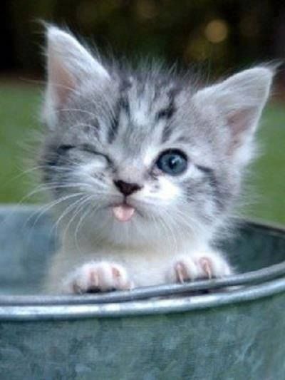 cute cat